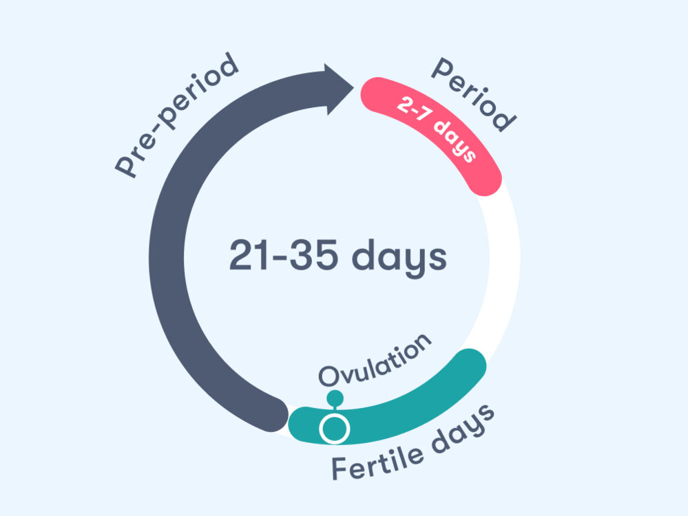 Period calculator Flo Health